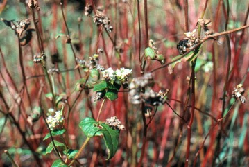 Buckwheat, Japanese buckwheat, Silverhull buckwheat