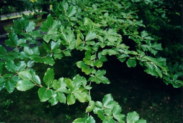 Beech, European beech, English beech