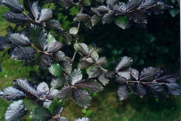 Beech, European beech, English beech