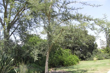 White-thorn, Apple ring acacia
