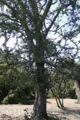 White-thorn, Apple ring acacia