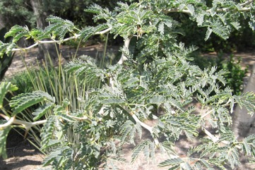 White-thorn, Apple ring acacia