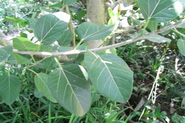 Banyan Tree, Indian Banyan