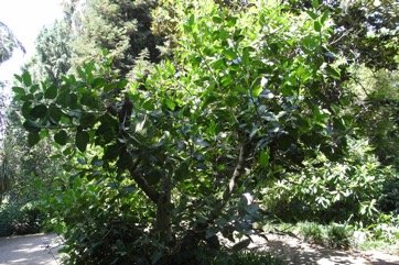 Banyan Tree, Indian Banyan