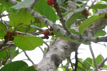 Banyan Tree, Indian Banyan