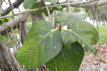 Banyan Tree, Indian Banyan