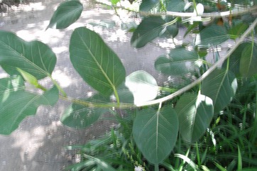 Banyan Tree, Indian Banyan