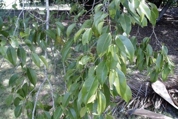 Benjamin’s fig, Weeping fig