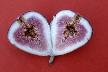 Fig