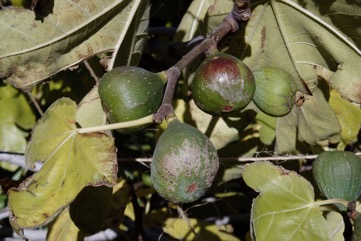 Fig