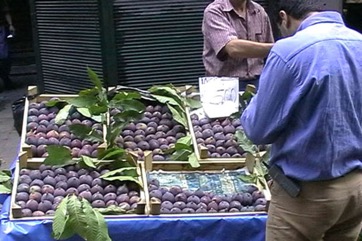 Fig