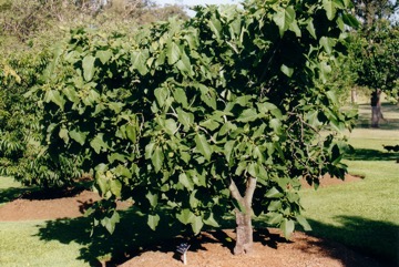 Fig
