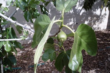 Fig