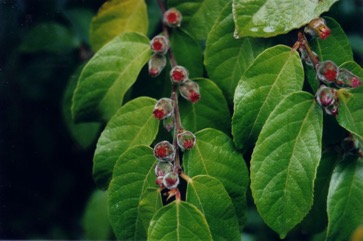 Creek Sandpaper Fig, Creek Fig