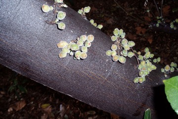 Creek Sandpaper Fig, Creek Fig