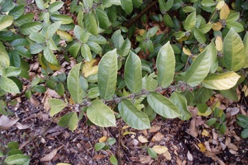 Creek Sandpaper Fig, Creek Fig