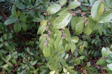 Creek Sandpaper Fig, Creek Fig