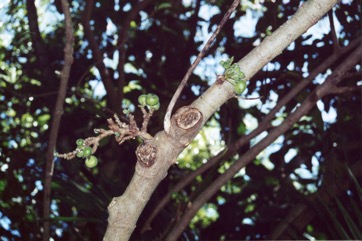 White Sandpaper Fig, Boombil, Hairy Fig