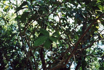 White Sandpaper Fig, Boombil, Hairy Fig