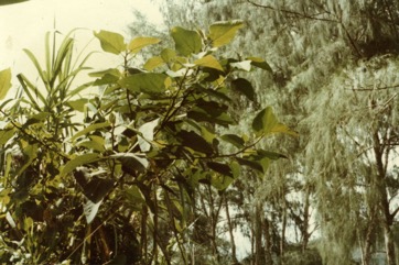 White Sandpaper Fig, Boombil, Hairy Fig