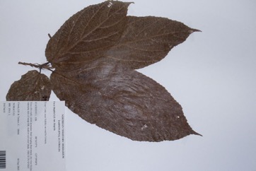 White Sandpaper Fig, Boombil, Hairy Fig