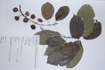 White Sandpaper Fig, Boombil, Hairy Fig