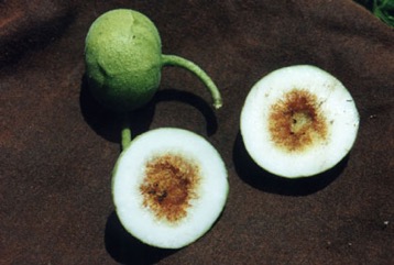 White Sandpaper Fig, Boombil, Hairy Fig