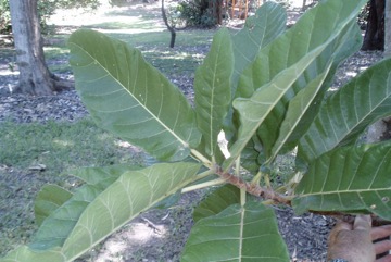 Gutta perch tree