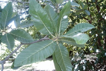 Gutta perch tree