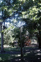 Gutta perch tree