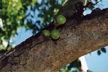 Cluster Fig, Redwooded fig