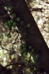 Cluster Fig, Redwooded fig
