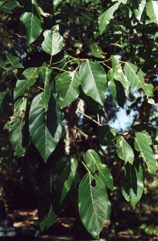 Cluster Fig, Redwooded fig