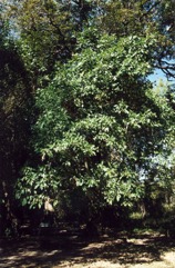Cluster Fig, Redwooded fig