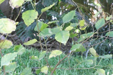 Bo Tree, Peepul Tree