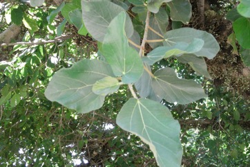 Sycamore fig