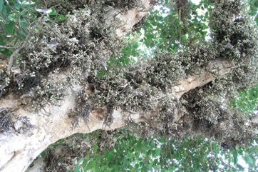 Sycamore fig