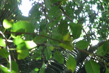 Common wild fig, Strangler fig