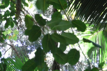 Common wild fig, Strangler fig