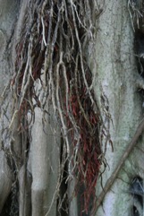 Common wild fig, Strangler fig