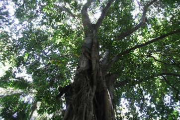 Common wild fig, Strangler fig