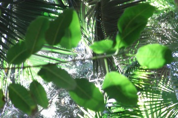 Common wild fig, Strangler fig