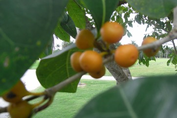 Dye fig
