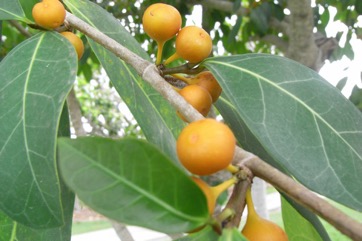 Dye fig