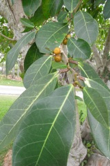 Dye fig