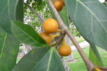 Dye fig