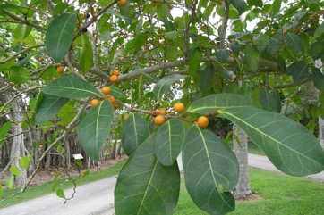 Dye fig