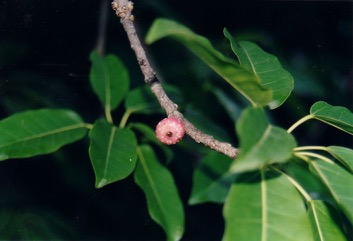 White Fig, Banyan, Deciduous Fig