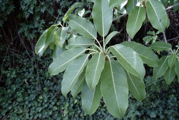 White Fig, Banyan, Deciduous Fig