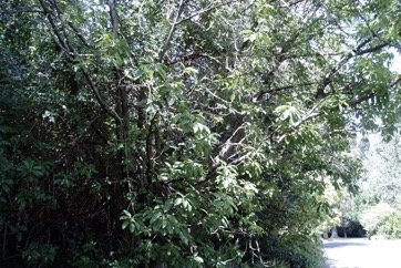 White Fig, Banyan, Deciduous Fig